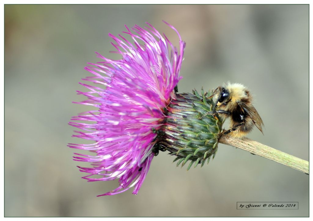 Quale Bombus?